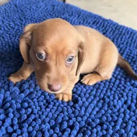 LILY, a female Miniature Dachshund for sale in Gulfport, MS – 2 of 10