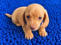 MILO, a male Miniature Dachshund for sale in Gulfport, MS – 5 of 10