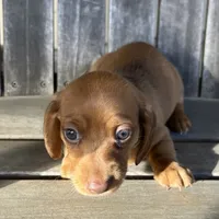 LILY, a female Miniature Dachshund for sale in Gulfport, MS – 10 of 10