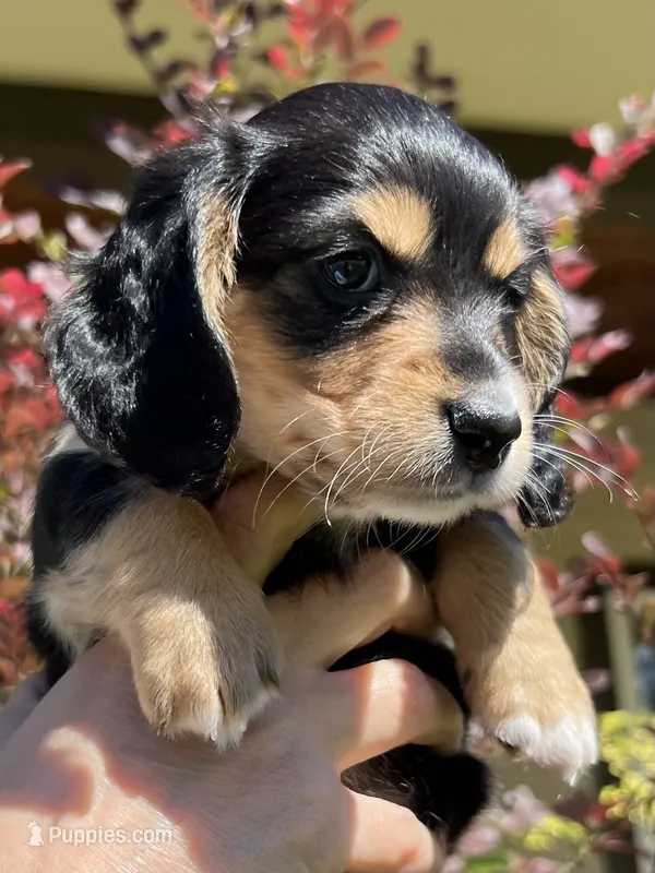 THEO – Miniature Dachshund puppy for sale in Gulfport, MS
