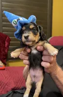 THEO, a male Miniature Dachshund for sale in Gulfport, MS – 2 of 10
