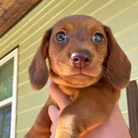 LILY, a female Miniature Dachshund for sale in Gulfport, MS – 4 of 10