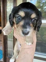 THEO, a male Miniature Dachshund for sale in Gulfport, MS – 8 of 10