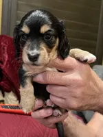 THEO, a male Miniature Dachshund for sale in Gulfport, MS – 4 of 10