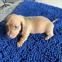 LILY, a female Miniature Dachshund for sale in Gulfport, MS – 7 of 10