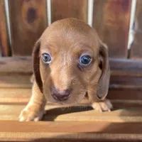 LILY, a female Miniature Dachshund for sale in Gulfport, MS – 3 of 10