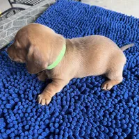 LILY, a female Miniature Dachshund for sale in Gulfport, MS – 5 of 10