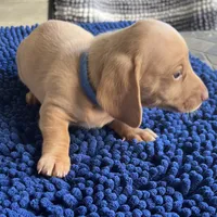 MILO, a male Miniature Dachshund for sale in Gulfport, MS – 7 of 10