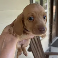 MILO, a male Miniature Dachshund for sale in Gulfport, MS – 6 of 10