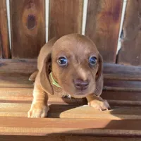 LILY, a female Miniature Dachshund for sale in Gulfport, MS – 8 of 10