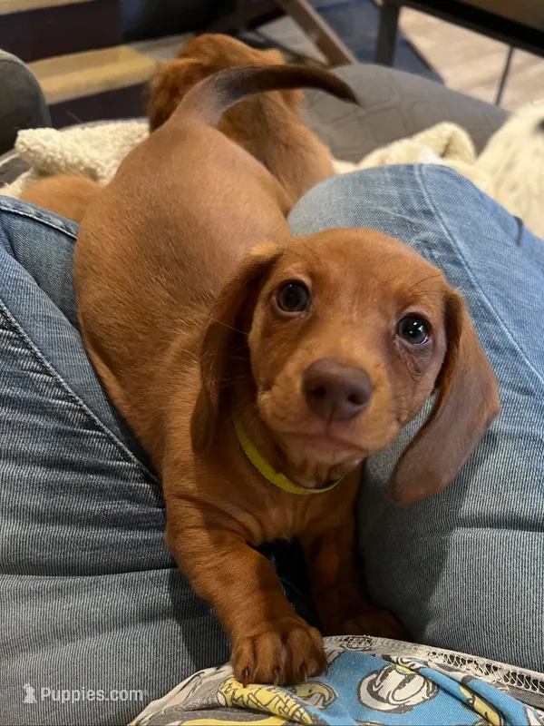 LILY – Miniature Dachshund puppy for sale in Gulfport, MS