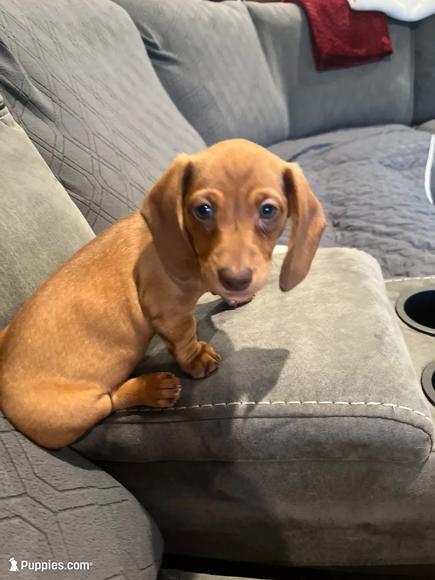 LILY, a female Miniature Dachshund for sale in Gulfport, MS – 2 of 10