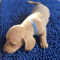 MILO, a male Miniature Dachshund for sale in Gulfport, MS – 4 of 10