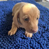 MILO, a male Miniature Dachshund for sale in Gulfport, MS – 3 of 10