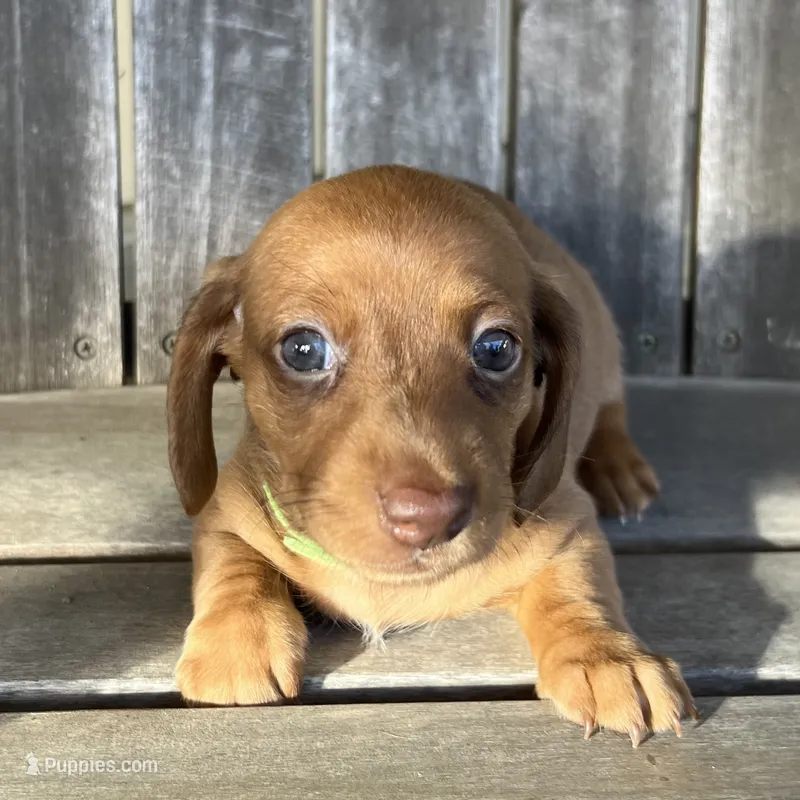 LILY – Miniature Dachshund puppy for sale in Gulfport, MS