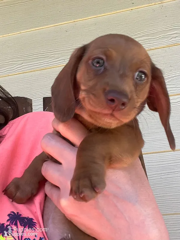 LILY, a female Miniature Dachshund for sale in Gulfport, MS – 1 of 10