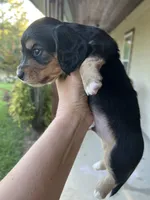 THEO, a male Miniature Dachshund for sale in Gulfport, MS – 6 of 10