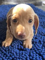 MILO, a male Miniature Dachshund for sale in Gulfport, MS – 8 of 10