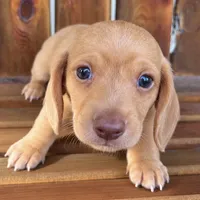 MILO, a male Miniature Dachshund for sale in Gulfport, MS – 2 of 10
