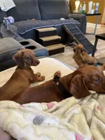 LILY, a female Miniature Dachshund for sale in Gulfport, MS – 5 of 10