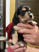 THEO, a male Miniature Dachshund for sale in Gulfport, MS – 3 of 10