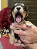 THEO, a male Miniature Dachshund for sale in Gulfport, MS – 7 of 10