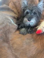 Oscar, a male Miniature Schnauzer for sale in Phoenix, AZ – 4 of 5
