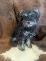 Max, a male Miniature Schnauzer for sale in Phoenix, AZ – 4 of 5
