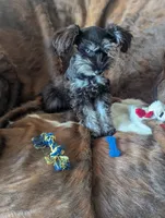 Toby, a male Miniature Schnauzer for sale in Hays, KS – 4 of 9