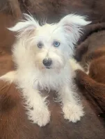 Violet , a female Miniature Schnauzer for sale in Phoenix, AZ – 2 of 4