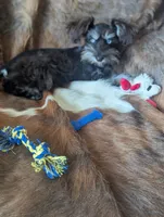 Toby, a male Miniature Schnauzer for sale in Hays, KS – 2 of 9