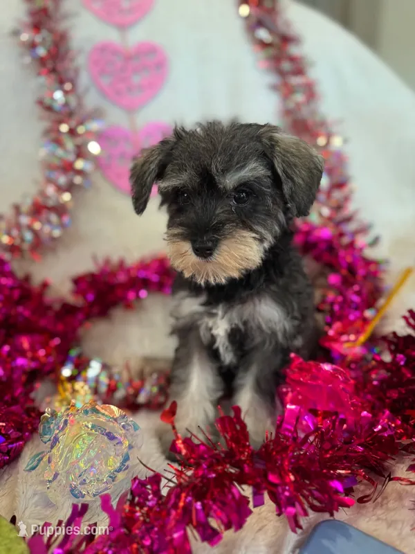 Lily – Miniature Schnauzer puppy for sale in Phoenix, AZ