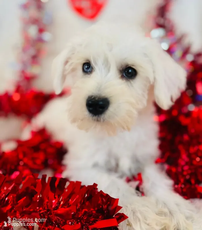 Winston – Miniature Schnauzer puppy on hold in Phoenix, AZ