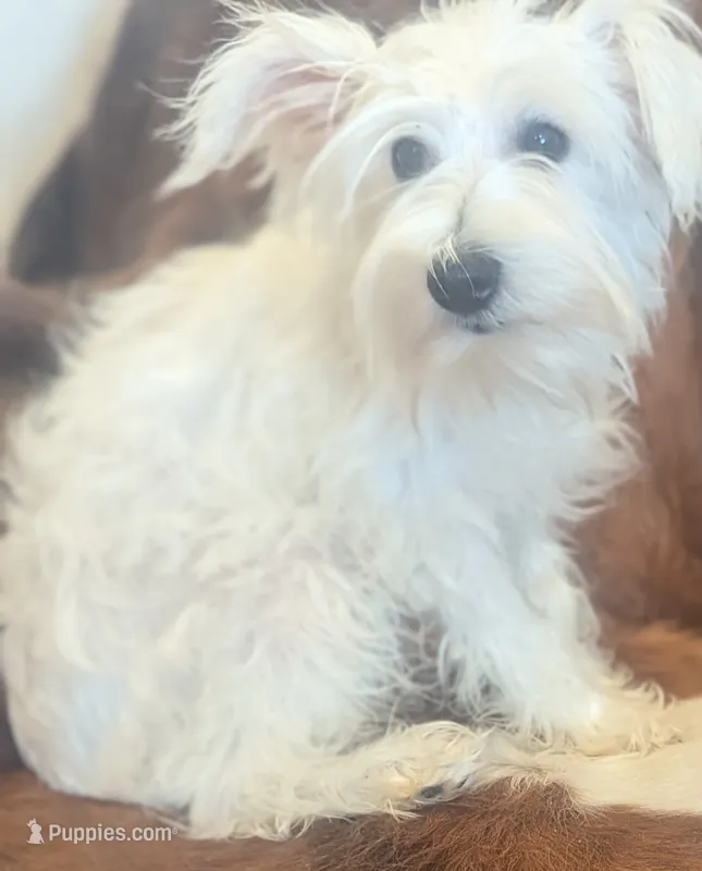 Alice – Miniature Schnauzer puppy for sale in Phoenix, AZ