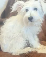 Alice, a female Miniature Schnauzer for sale in Phoenix, AZ – 1 of 2