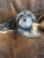 Joy, a female Miniature Schnauzer for sale in Phoenix, AZ – 2 of 6