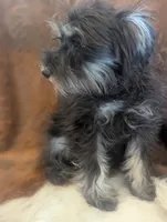 Max, a male Miniature Schnauzer for sale in Phoenix, AZ – 5 of 5