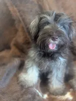 Brownie , a male Miniature Schnauzer for sale in Phoenix, AZ – 4 of 7