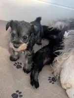 Joy, a female Miniature Schnauzer for sale in Phoenix, AZ – 1 of 1