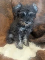 Max, a male Miniature Schnauzer for sale in Phoenix, AZ – 2 of 5