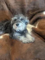 Joy, a female Miniature Schnauzer for sale in Phoenix, AZ – 3 of 6