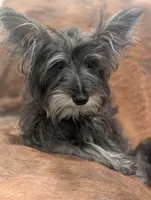 Oscar, a male Miniature Schnauzer for sale in Phoenix, AZ – 5 of 6