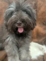 Brownie , a male Miniature Schnauzer for sale in Phoenix, AZ – 2 of 5