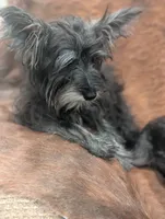Oscar, a male Miniature Schnauzer for sale in Phoenix, AZ – 2 of 6