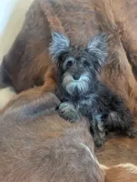 Oscar, a male Miniature Schnauzer for sale in Phoenix, AZ – 2 of 5