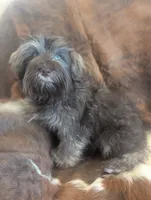 Brownie , a male Miniature Schnauzer for sale in Phoenix, AZ – 7 of 7