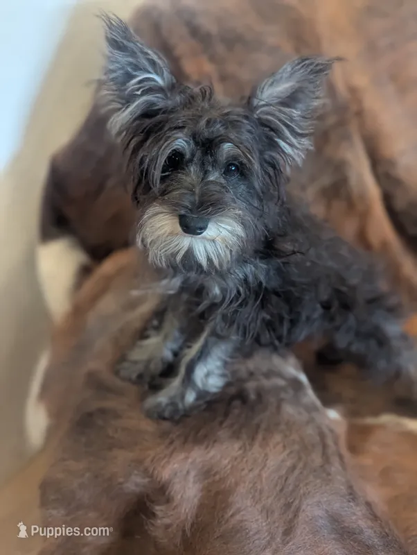 Oscar – Miniature Schnauzer puppy for sale in Phoenix, AZ
