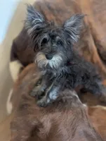 Oscar, a male Miniature Schnauzer for sale in Phoenix, AZ – 1 of 5
