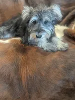 Joy, a female Miniature Schnauzer for sale in Phoenix, AZ – 4 of 6