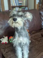 Joy, a female Miniature Schnauzer for sale in Hays, KS – 3 of 8